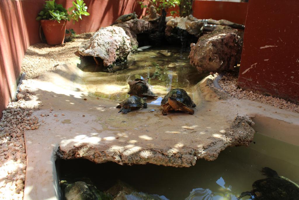 El Acuario Hotel Playa del Carmen Dış mekan fotoğraf